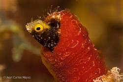 cannon blenny by Juan Carlos Reyes 